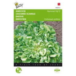 Andijvie Nummer Vijf - Cichorium Endivia
