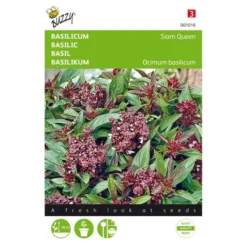 Basilicum Siam Queen - Ocimum Basilicum