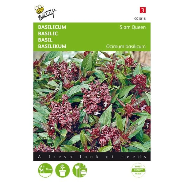 Basilicum Siam Queen - Ocimum Basilicum