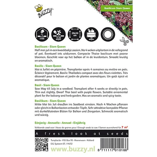 Basilicum Siam Queen - Ocimum Basilicum - Afbeelding 2