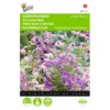 Boerenorchidee Angel Wings - Schizanthus Sinuata Wisetonensis