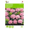 Dianthus Barbatus Pink Beauty