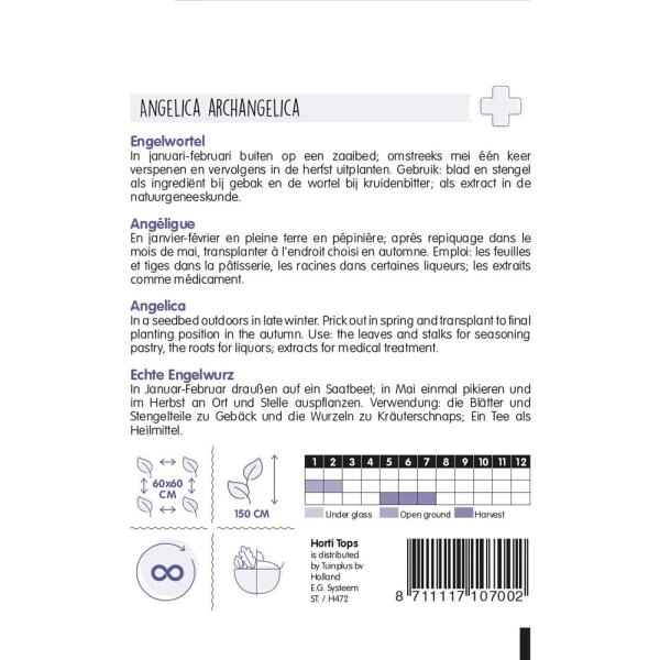 Engelwortel - Angelica Archangelica - Afbeelding 2