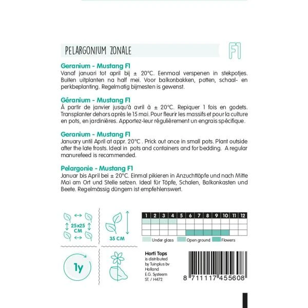 Geranium Mustang - Pelargonium Zonale - Afbeelding 2