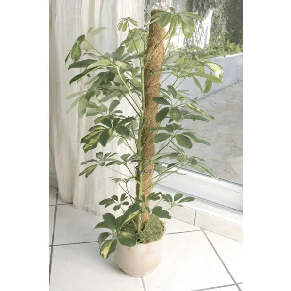 Kokos Kamerplantensteun - Plantstok Ø45 Mm × 1 M - Afbeelding 3