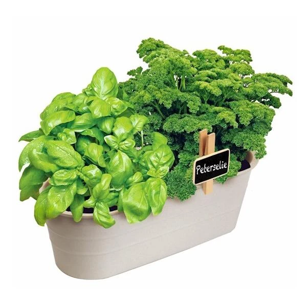 Kweekset Basilicum En Peterselie - Afbeelding 2