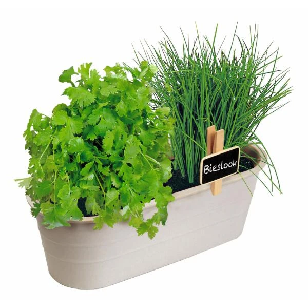 Kweekset Bieslook En Bladkoriander - Afbeelding 2
