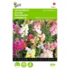 Leeuwenbekje - Antirrhinum Majus Nanum