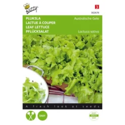 Pluksla Australische Gele - Lactuca Sativa