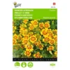 Randjesafrikaan - Tagetes Pumila
