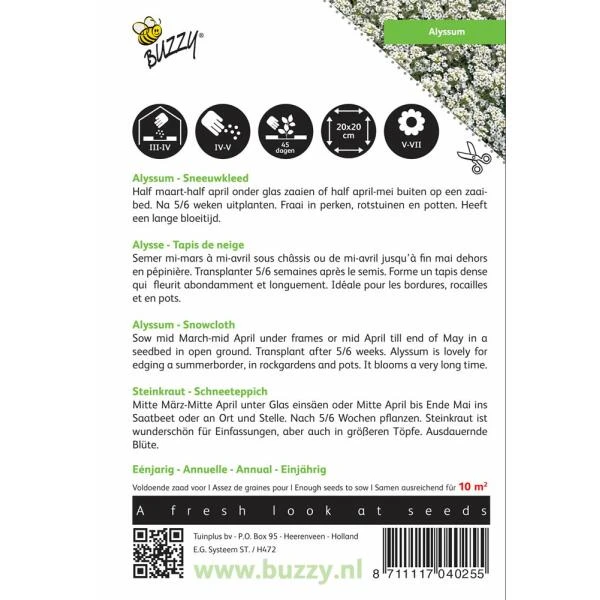 Sneeuwtapijt - Alyssum Marit. Procumbens - Afbeelding 2