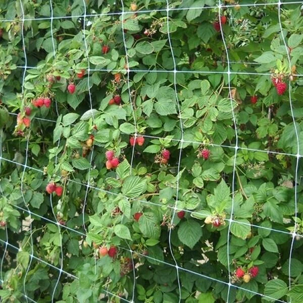 Klimgaas Erwten En Bonen 2m × 10 M - Afbeelding 2