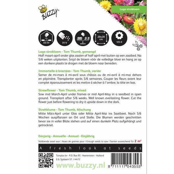 Strobloem - Helichrysum Bracteatum - Afbeelding 2