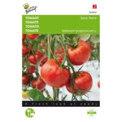 Tomaten St. Pierre - Lycopersicon Esculentum
