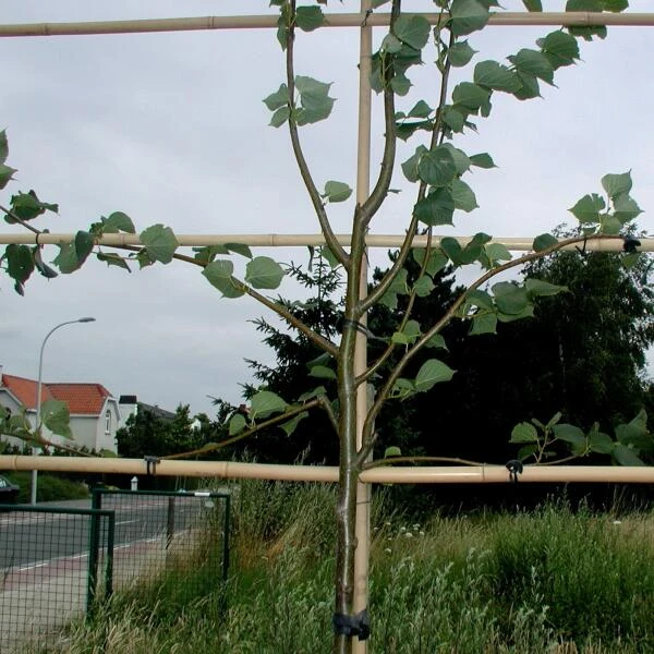 Tree-fix Boombinder 8 Cm - Set Van 50 Stuks - Afbeelding 4