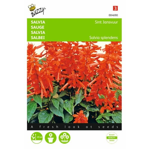 Vuursalie Sint Jansvuur - Salvia Splendens