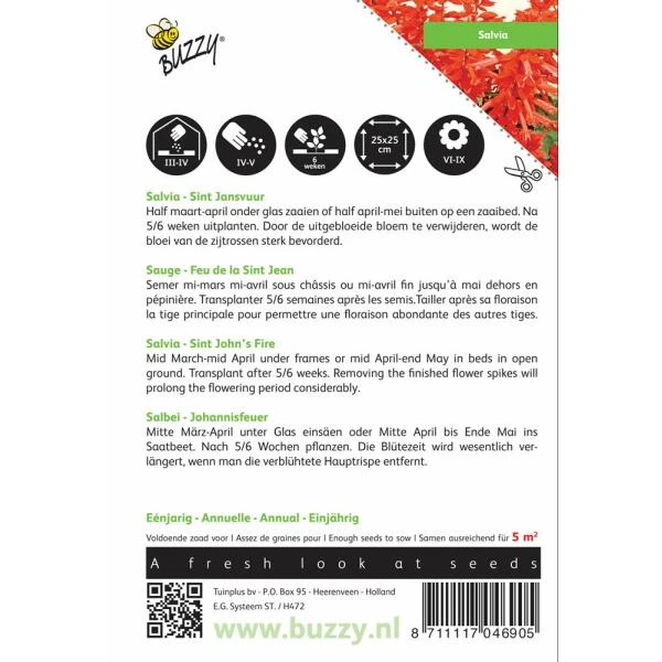 Vuursalie Sint Jansvuur - Salvia Splendens - Afbeelding 2