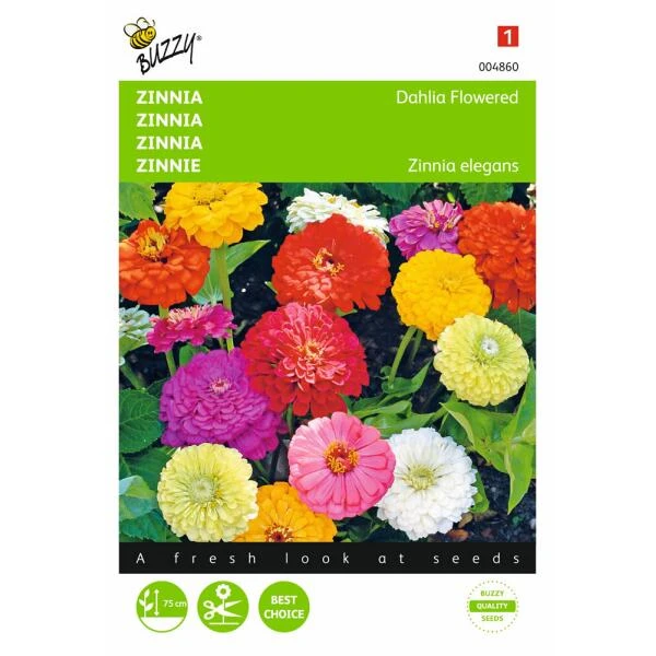 Zinnia Dahliabloemig - Zinnia Elegans