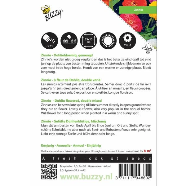 Zinnia Dahliabloemig - Zinnia Elegans - Afbeelding 2